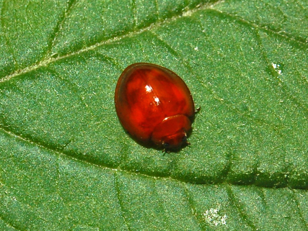 Una coccinella rossastra da determinare